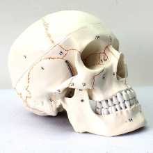 SKULL05 (12331) Crâne Humain Science Médicale Étiqueté Modèles